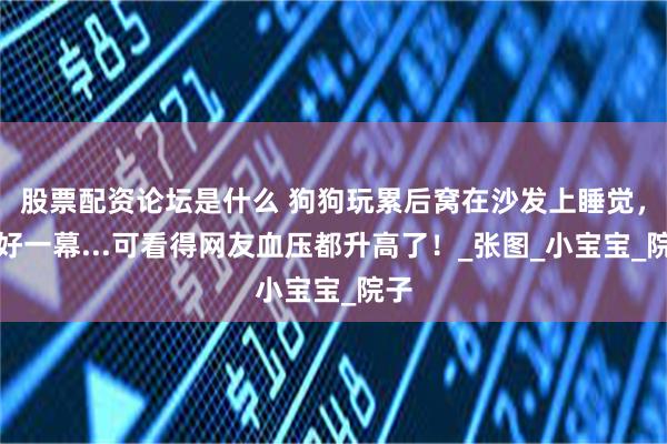 股票配资论坛是什么 狗狗玩累后窝在沙发上睡觉，美好一幕...可看得网友血压都升高了！_张图_小宝宝_院子