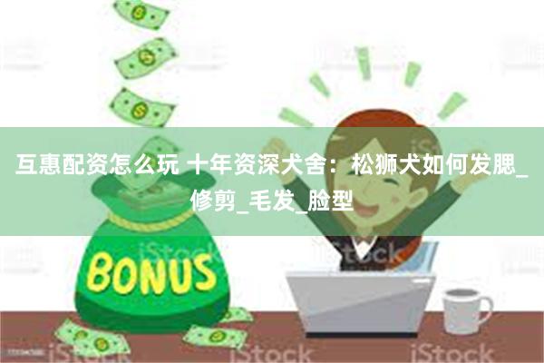 互惠配资怎么玩 十年资深犬舍：松狮犬如何发腮_修剪_毛发_脸型