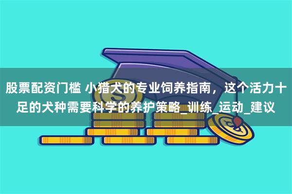 股票配资门槛 小猎犬的专业饲养指南，这个活力十足的犬种需要科学的养护策略_训练_运动_建议